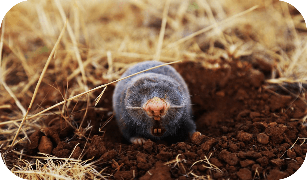 a mole peeking out of the ground, крот выглядывает из земли