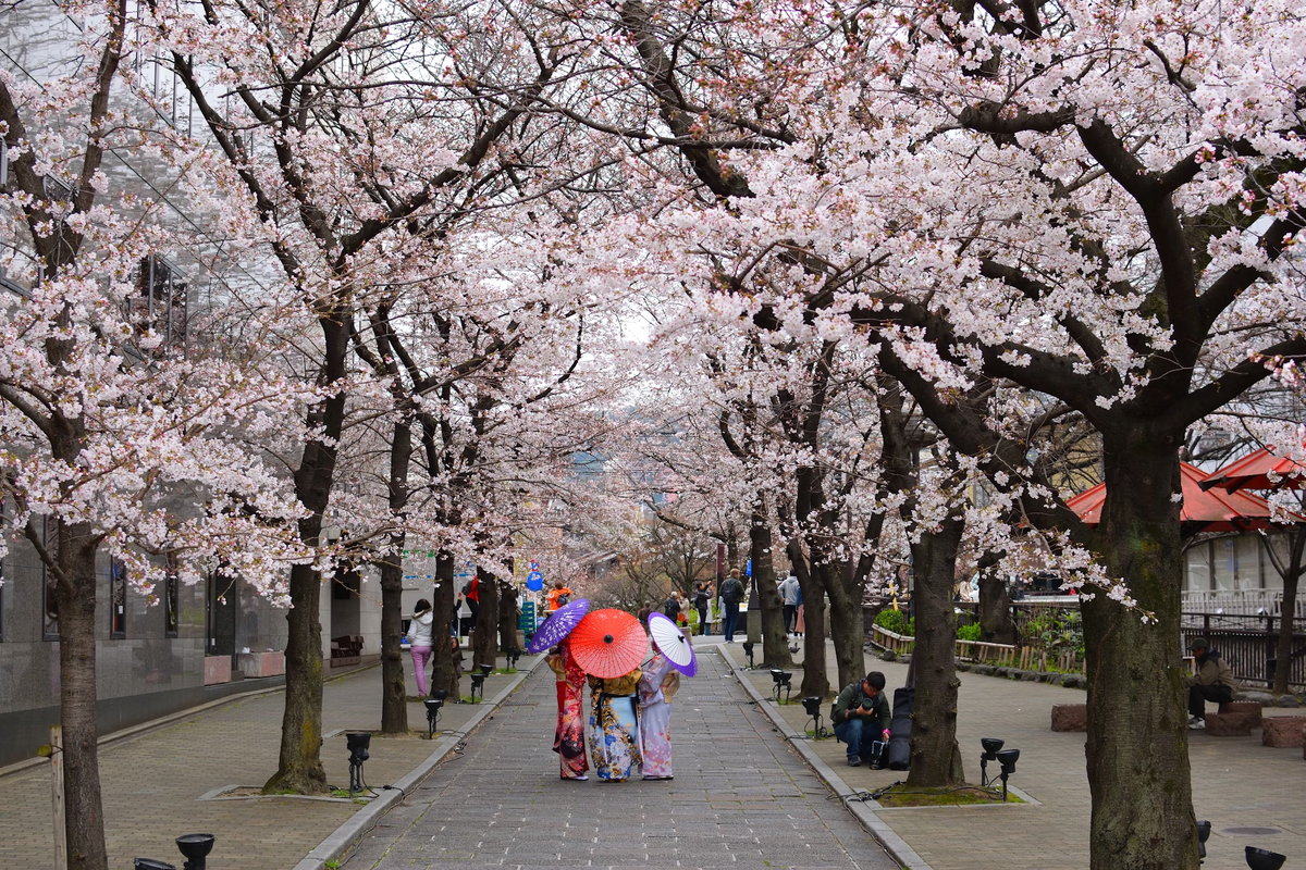 В Японии любование сакурой — многовековая традиция. И любой может почувствовать себя её частью, потому что каждую весну сакура зацветает не только в стране восходящего солнца.
