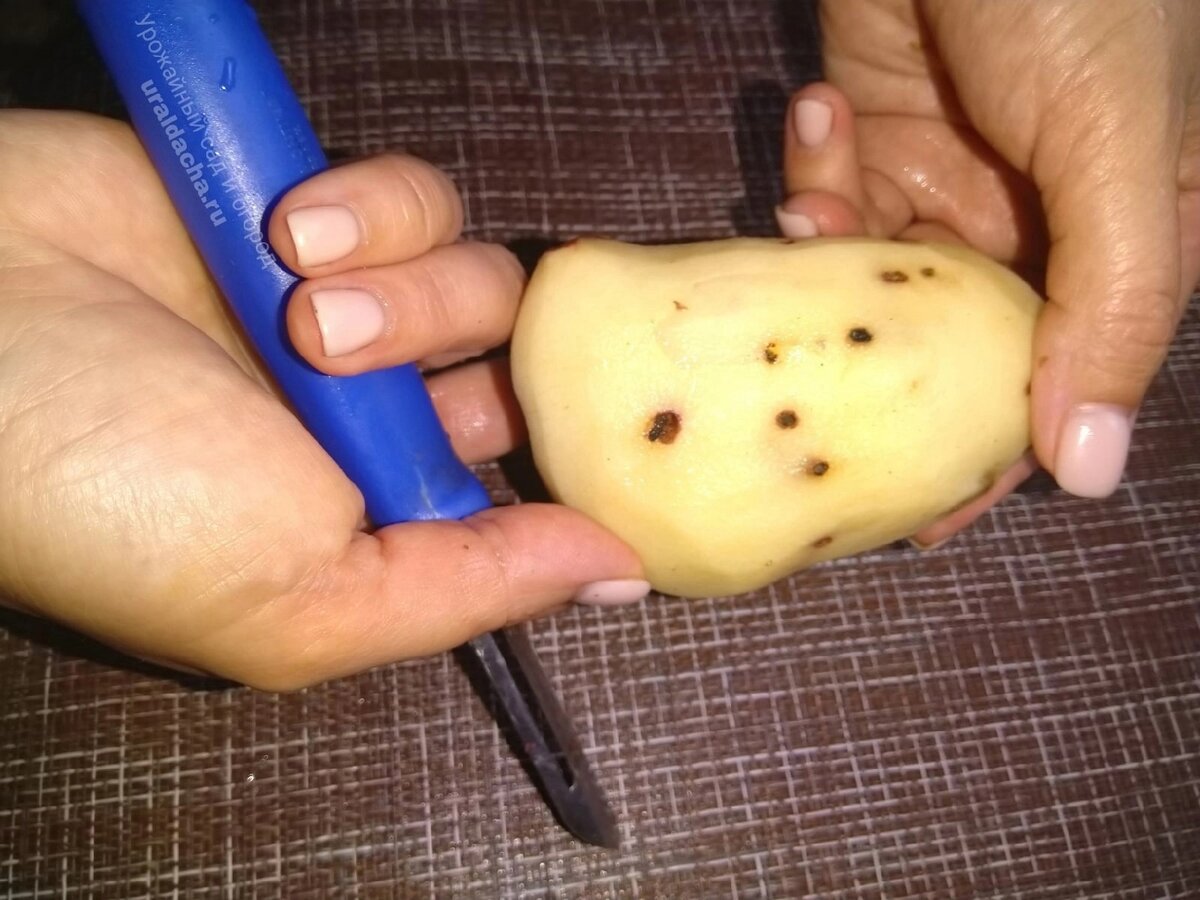 Картофель повреждённый проволочником ©UralDacha.ru