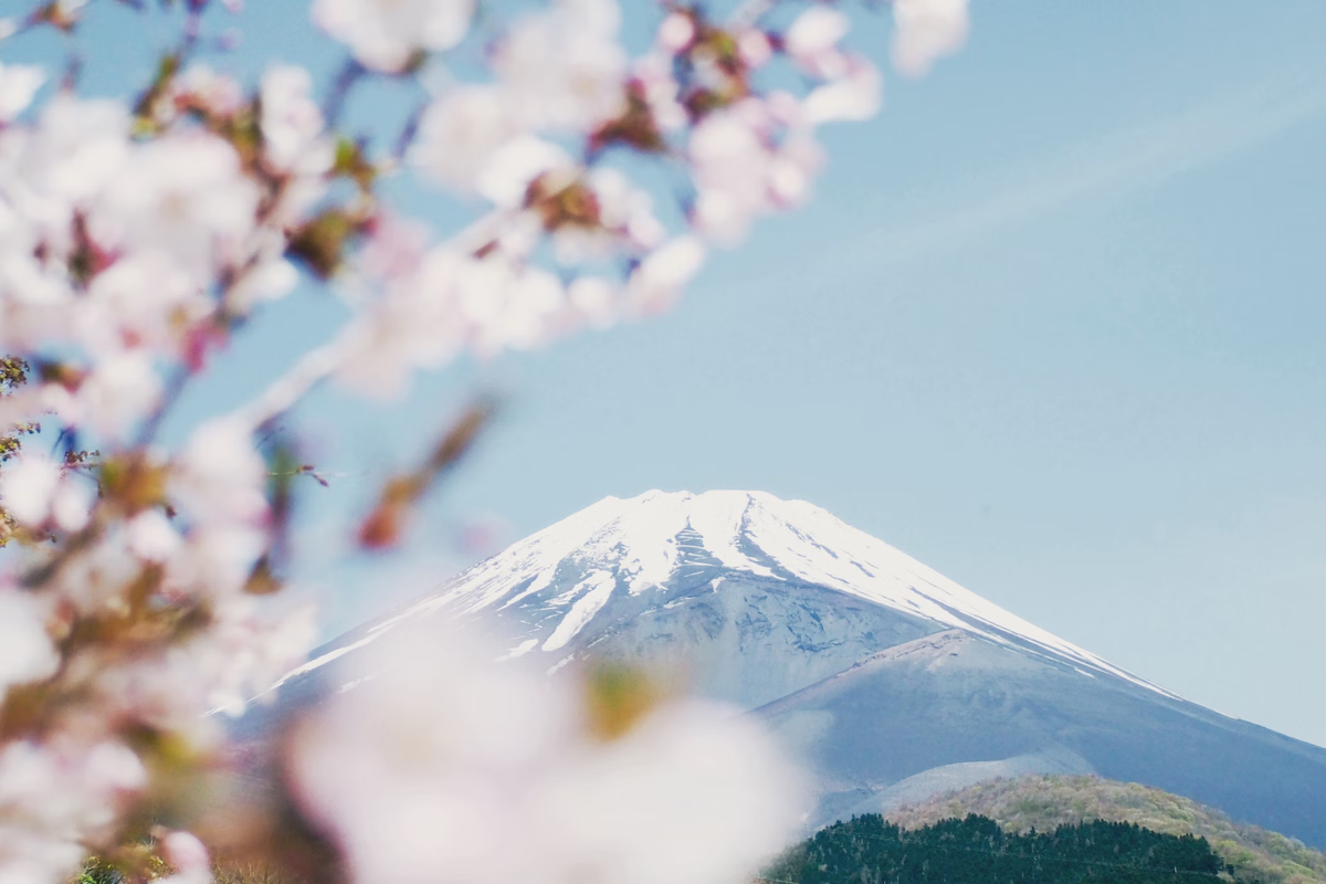 В Японии любование сакурой — многовековая традиция. И любой может почувствовать себя её частью, потому что каждую весну сакура зацветает не только в стране восходящего солнца.-2