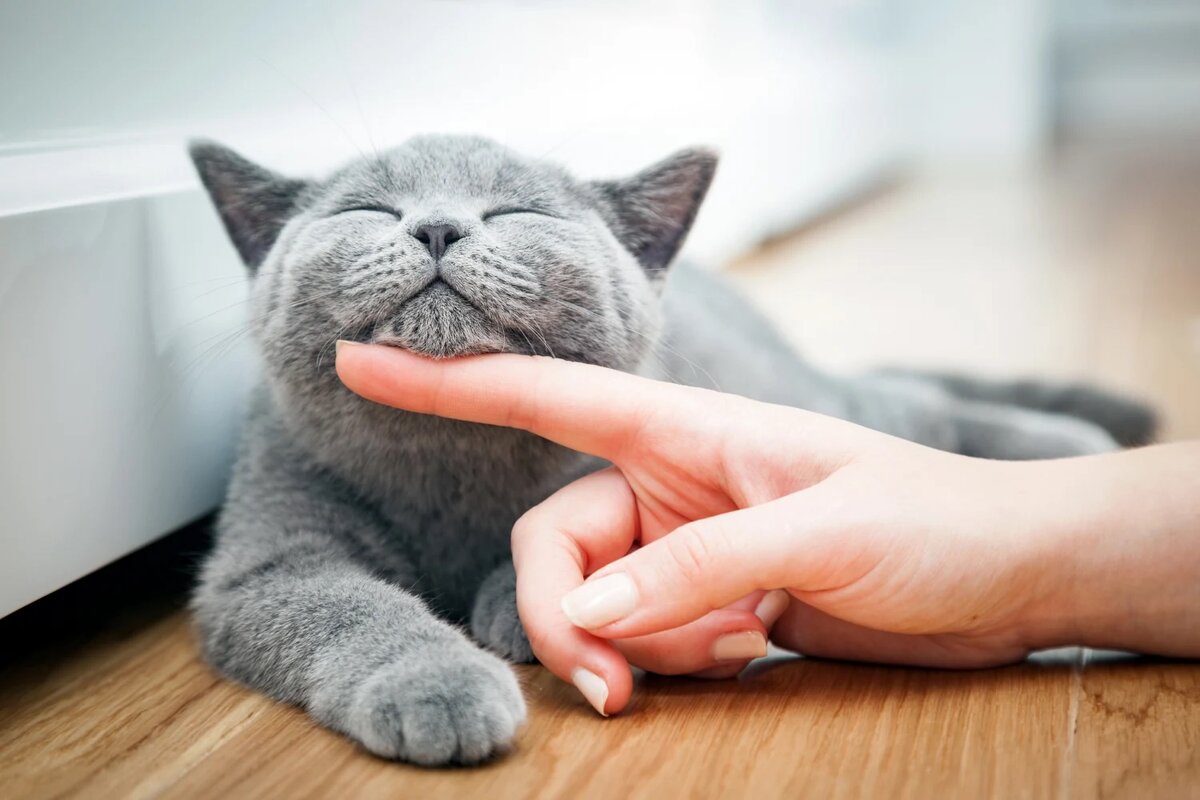 Ветеринары клиники рассказывают о том, как правильно обращаться с кошками, держать их на руках и гладить, а также о том, как лучше всего справляться с трудными кошками.